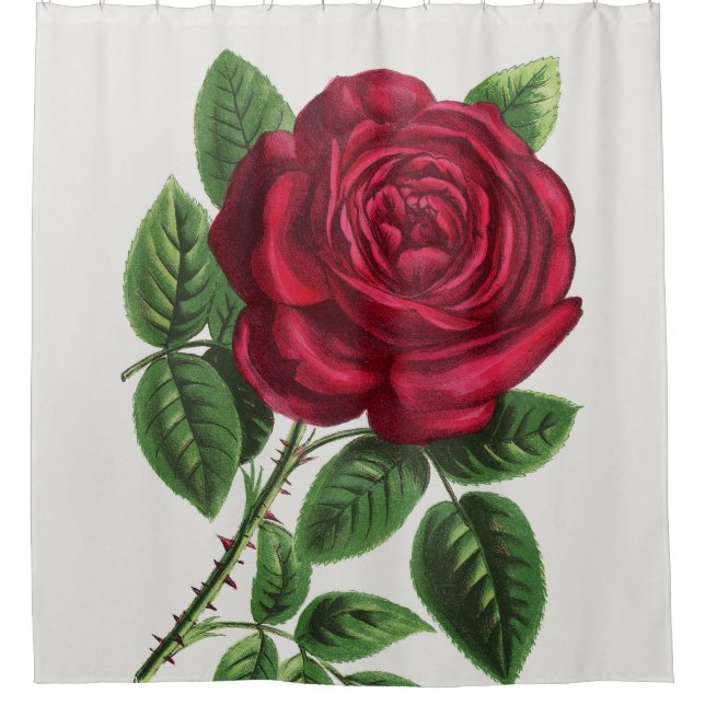 Antique Rose Lithograph, François-Frédéric Grobon (Front)