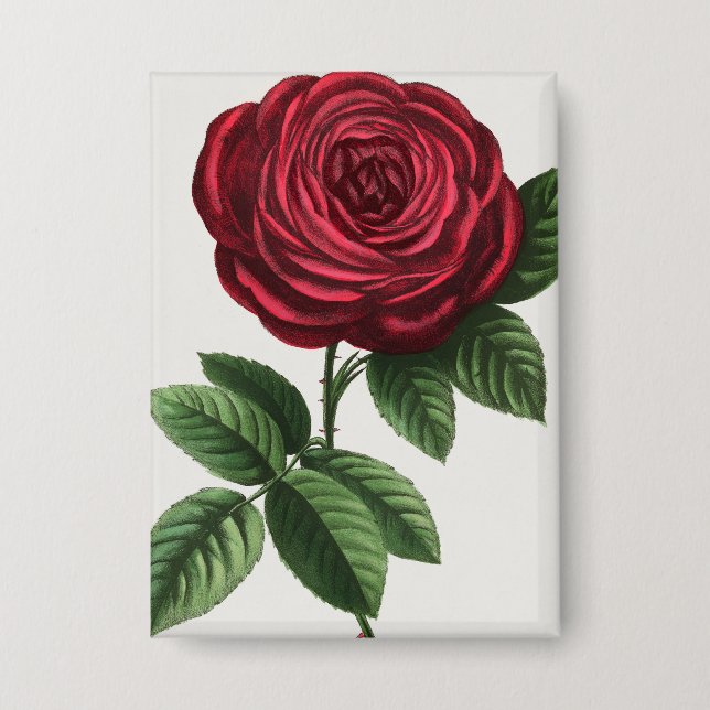 Antique Rose Lithograph, François-Frédéric Grobon (Front)