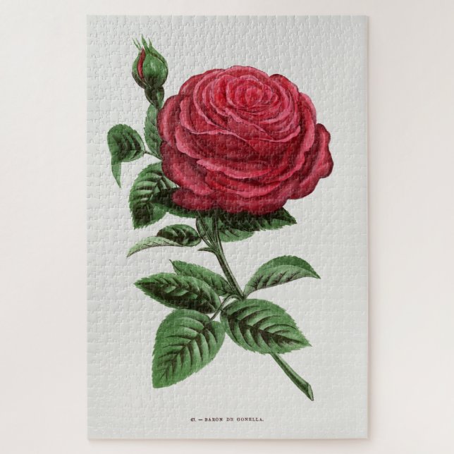 Antique Rose Lithograph, François-Frédéric Grobon Jigsaw Puzzle (Vertical)