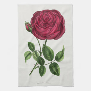 Antique Rose Lithograph, François-Frédéric Grobon Kitchen Towel