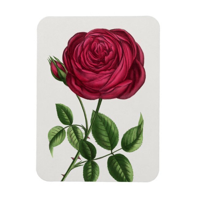 Antique Rose Lithograph, François-Frédéric Grobon Magnet (Vertical)