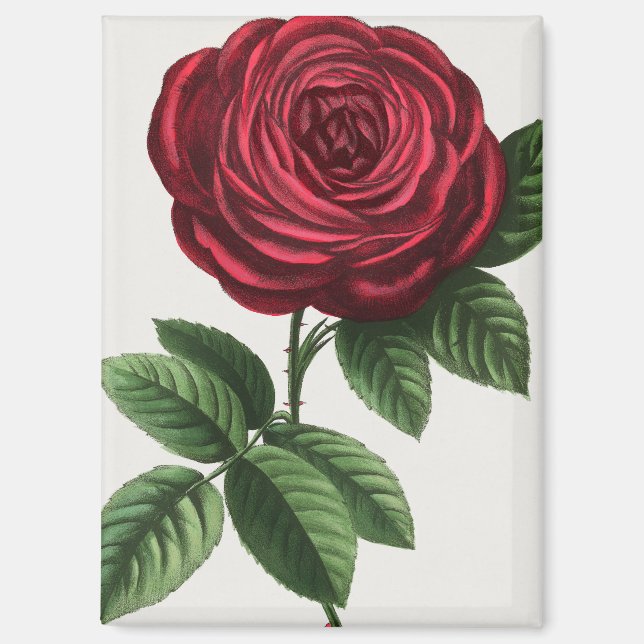 Antique Rose Lithograph, François-Frédéric Grobon Magnet (Front)
