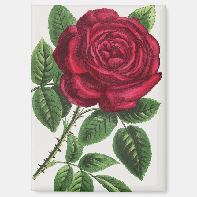 Antique Rose Lithograph, François-Frédéric Grobon Magnet (Front)