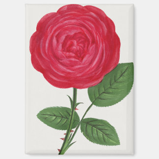 Antique Rose Lithograph, François-Frédéric Grobon Magnet