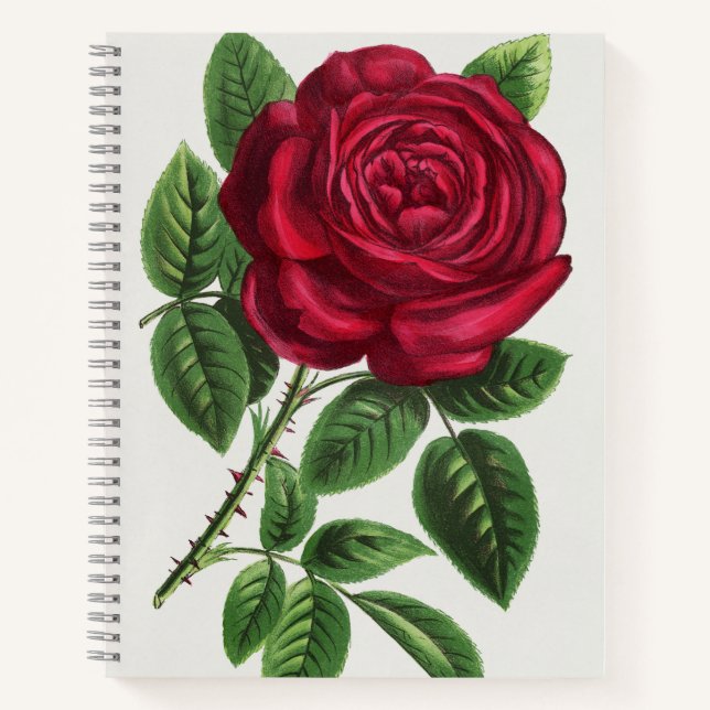 Antique Rose Lithograph, François-Frédéric Grobon Notebook (Front)