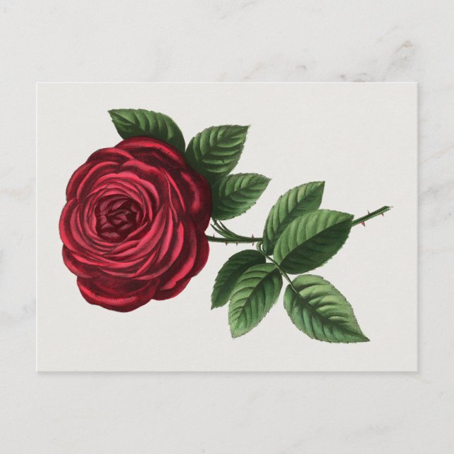 Antique Rose Lithograph, François-Frédéric Grobon Postcard (Front)