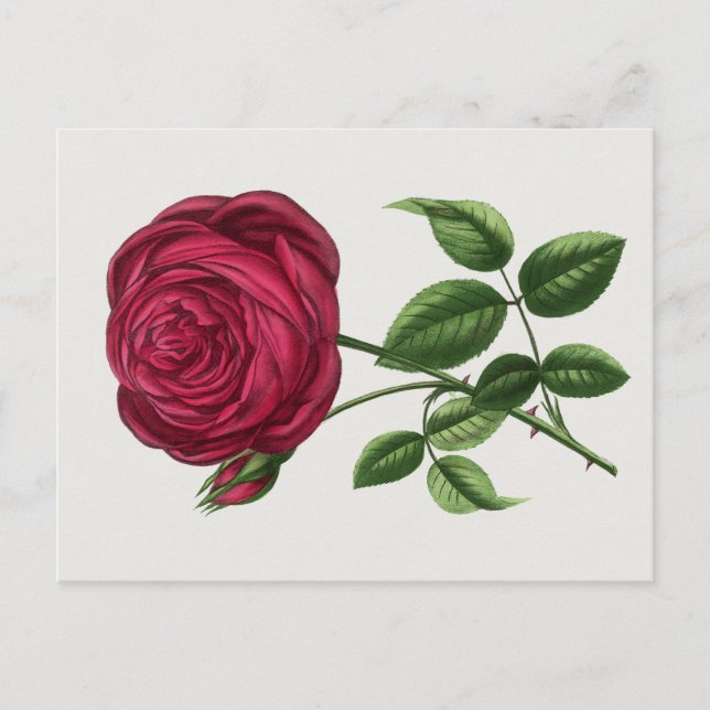 Antique Rose Lithograph, François-Frédéric Grobon Postcard (Front)