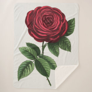 Antique Rose Lithograph, François-Frédéric Grobon Sherpa Blanket