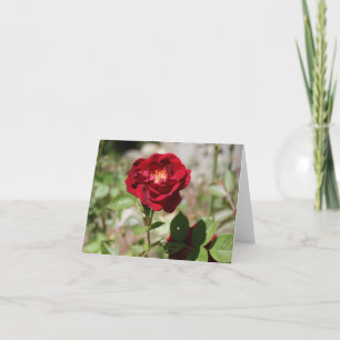 Antique Rose on Summer Street Note Card