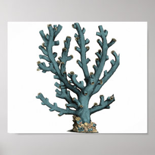 Antique Sea Coral Illustration Poster