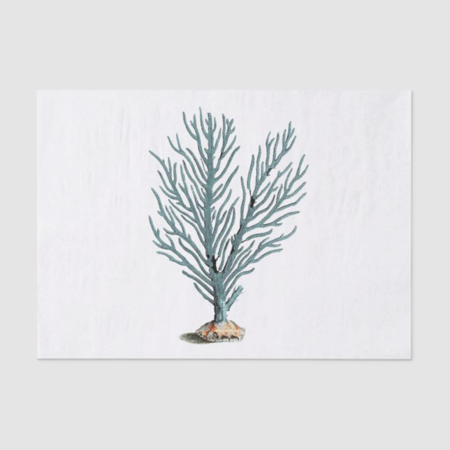 Antique Sea Coral Illustration Tissue Paper (Front)