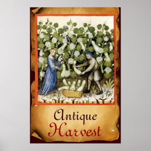 ANTIQUE SQUASH HARVEST PARCHMENT POSTER