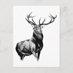 Antique stag art drawing handmade nature postcard
