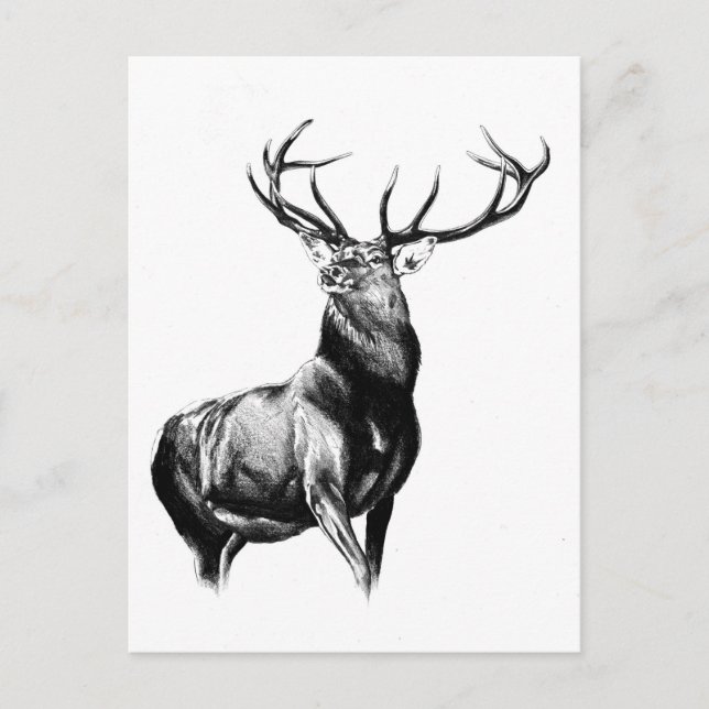 Antique stag art drawing handmade nature postcard (Front)