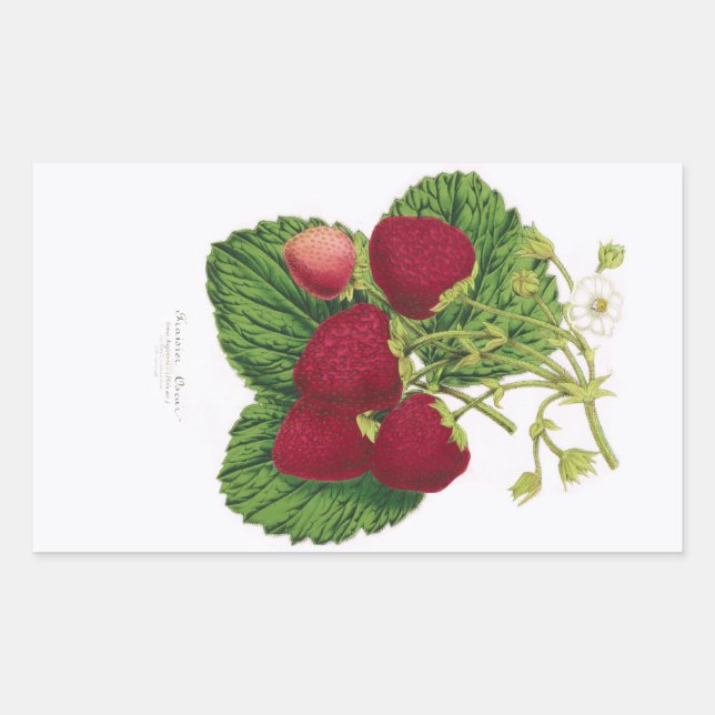 Antique Strawberry Print Sticker (Front)