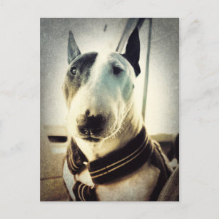 Antique style Bull Terrier Photo Postcard