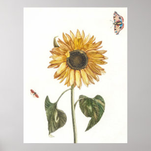 Antique Sunflower Butterfly Illustration Teyler Poster