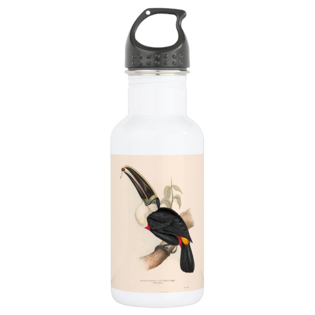 Antique Toucan Bird Wildlife Painting 532 Ml Water Bottle (Front)