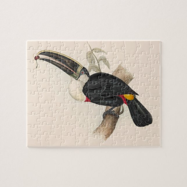 Antique Toucan Bird Wildlife Painting Jigsaw Puzzle (Horizontal)