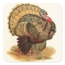 Antique Turkey illustration Thanksgiving
