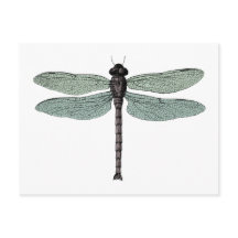 Antique Typographic Vintage Dragonfly Illustration