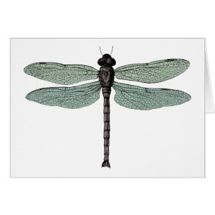 antique typographic vintage dragonfly Note