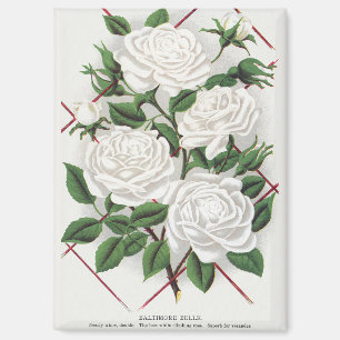 Antique Victorian White Climbing Rose Garden Magnet