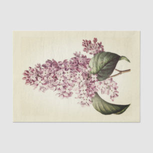 Antique Vintage Botanical Purple Lilac Blossom Tissue Paper