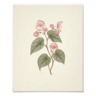 Antique Vintage Botanical Sketch Pink Begonia