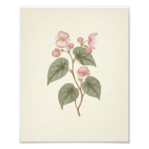 Antique Vintage Botanical Sketch Pink Begonia  Photo Print