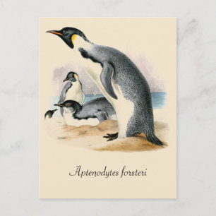 Antique vintage drawing Emperor Penguin Postcard