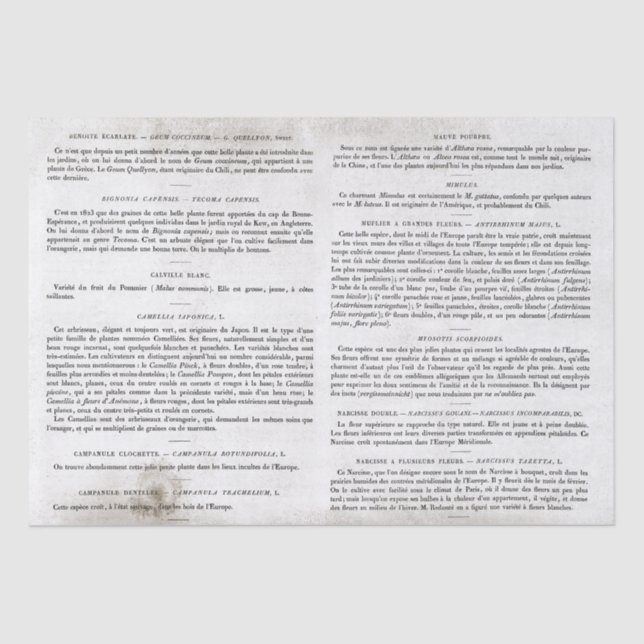 Antique Vintage French Book Pages Decoupage Tissue Paper (Front)