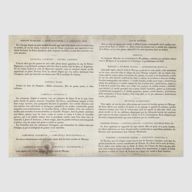 Antique Vintage French Botanical Book Pages  Tissue Paper (Front)