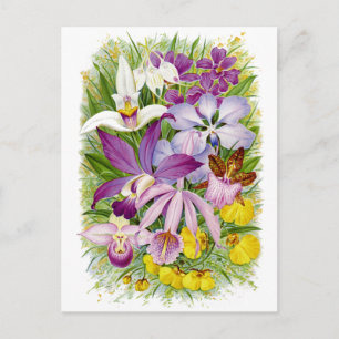 Antique/Vintage Orchids Floral Postcard