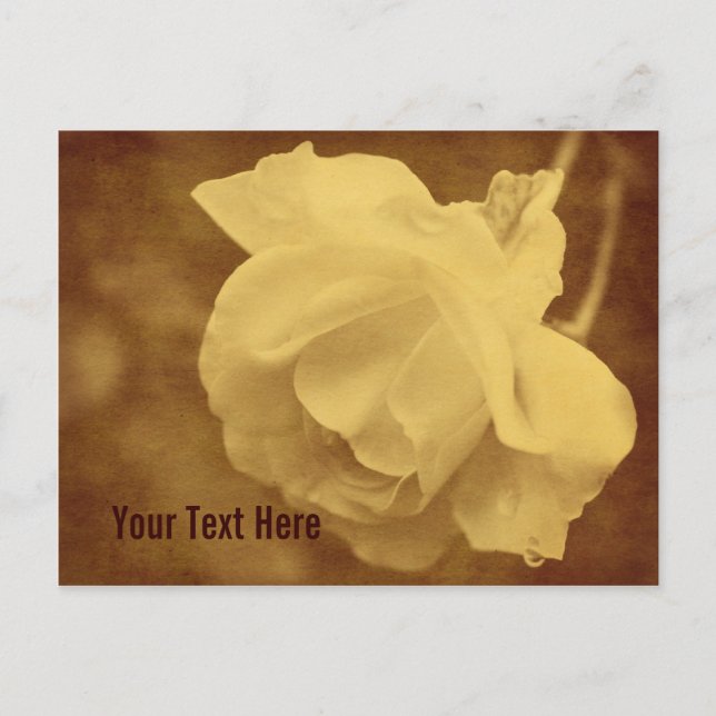 Antique Vintage Rose Flower Customizable Postcard (Front)
