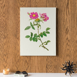 Antique Watercolor Botanical Print