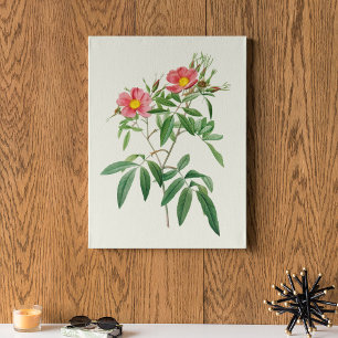 Antique Watercolor Botanical Print 