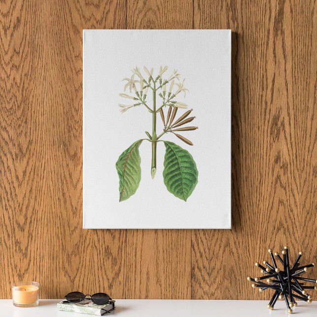 Antique Watercolor Botanical Print  (Antique Watercolor Botanical Print)