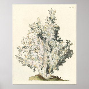 Antique Watercolor Coral Poster