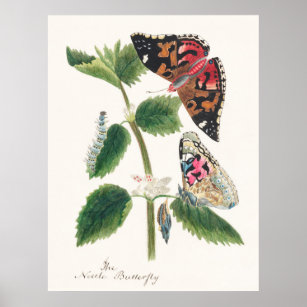 Antique watercolor of nettle butterfly poster