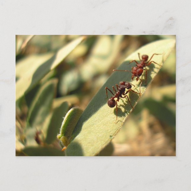 Ants & Attitude - Postcard #1 (Front)