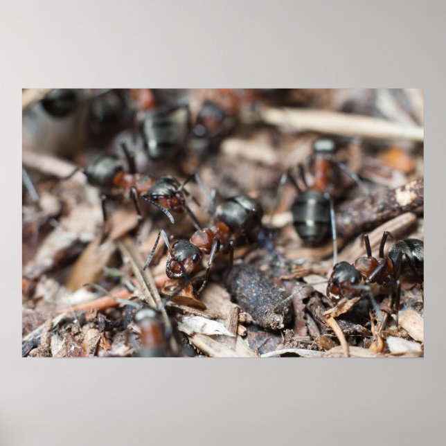 Ant's colony poster (Front)