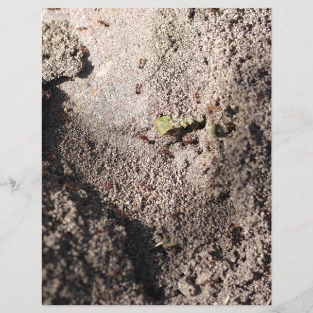 Ants Go Marching (Front)