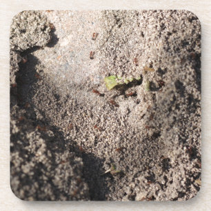 Ants Go Marching Coaster