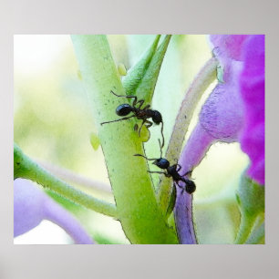 Ants In My Plants Poster