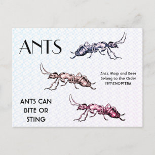 Ants Insects Bugs Creepy Crawly Creatures Postcard