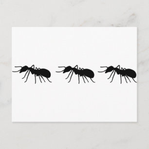 Ants Postcard
