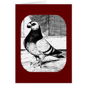 Antwerp Short Faced Pigeon