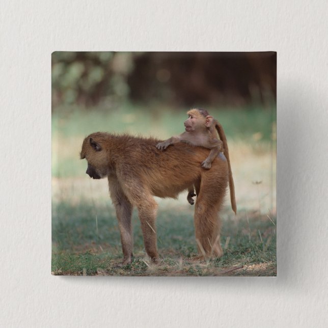 Anubis Baboon 2 Inch Square Button (Front)