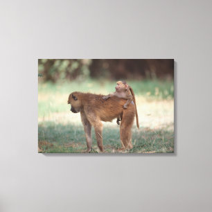 Anubis Baboon Canvas Print